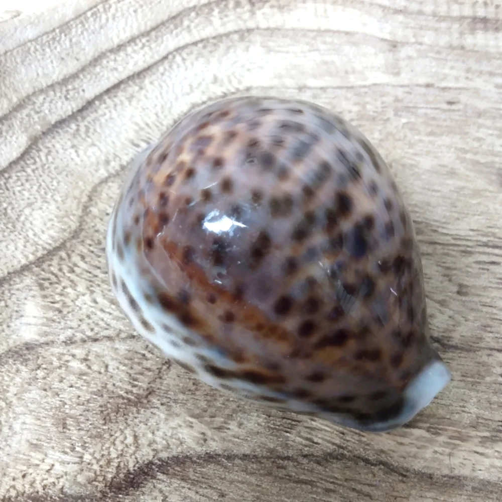 Shell 🐚 Mini - Picture 1 of 4